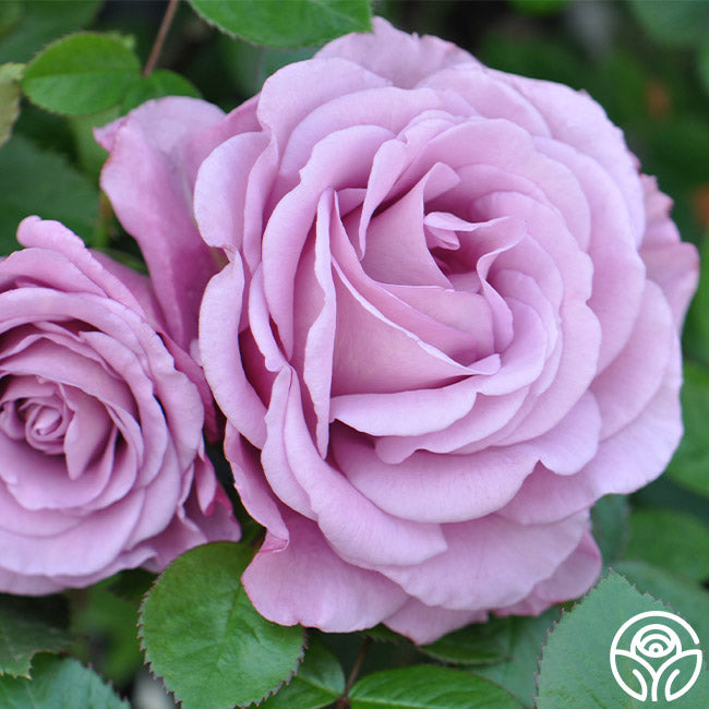 Sing Roses Singin' The Blues Rose - Floribunda - Exceptionally Fragrant – Heirloom ...