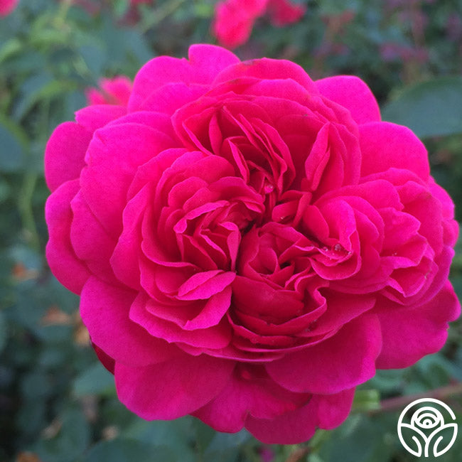 Sir John Betjeman Rose - Thumbnail 2