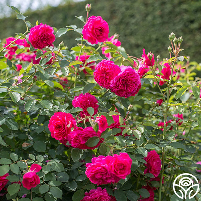 Sir John Betjeman Rose