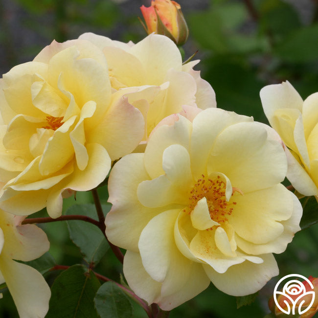 Climbing Yellow Rose Bush