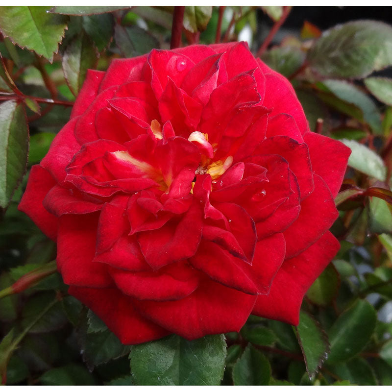 Elvis – Heirloom Roses