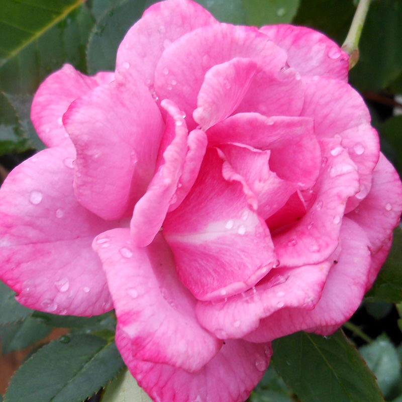 Sachet – Heirloom Roses