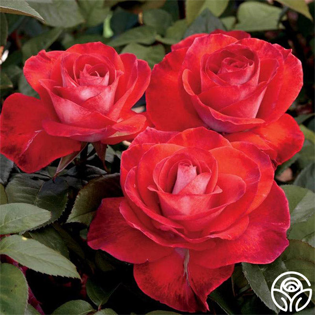 red rose tobacco leaf Rose, Seed Smokin Hot Hybrid Tea Rose