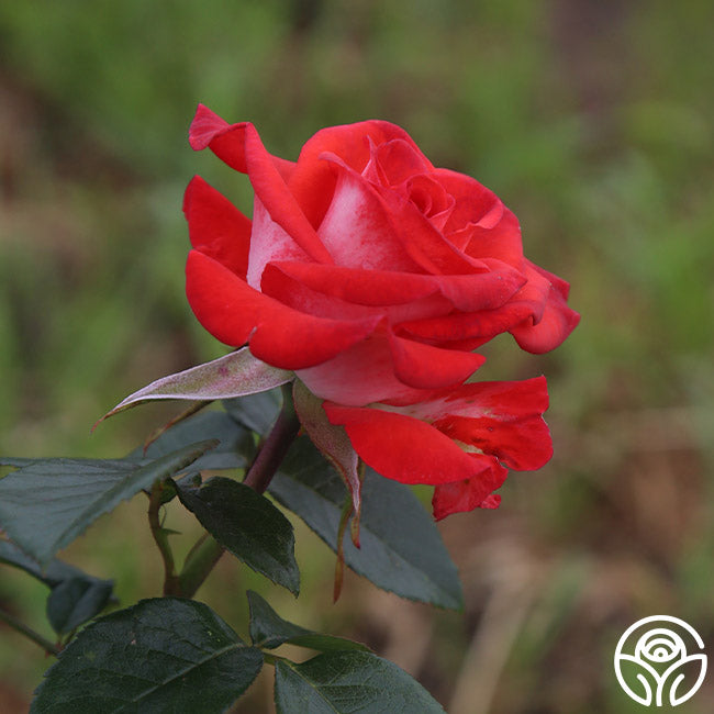 Smokey Raspberry Rose Smokin’ Hot Rose - Hybrid Tea - Moderately Fragrant – Heirloom Roses