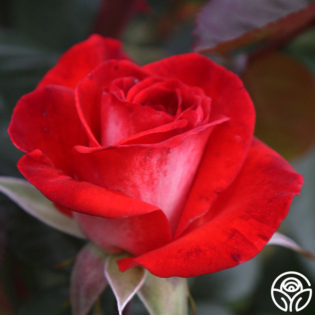 Smokey Raspberry Rose Smokin’ Hot Rose - Hybrid Tea - Moderately Fragrant – Heirloom Roses