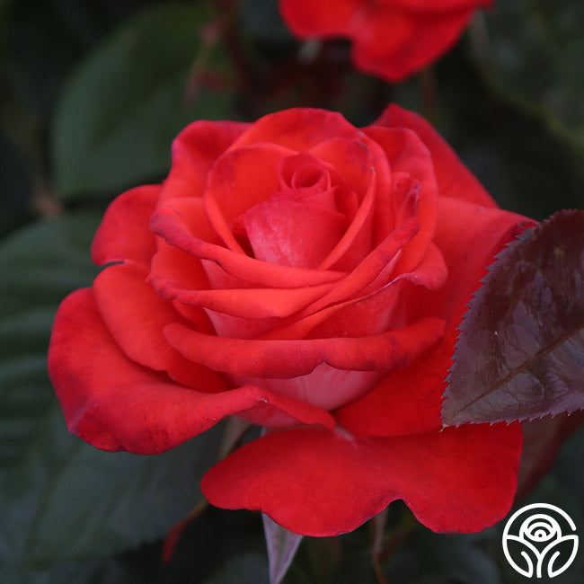 Smokey Raspberry Rose Smokin’ Hot Rose - Hybrid Tea - Moderately Fragrant – Heirloom Roses