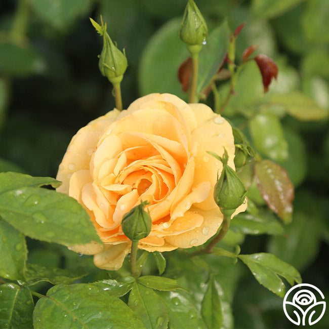 Heirloom Roses Soaring To Glory - Thumbnail 2