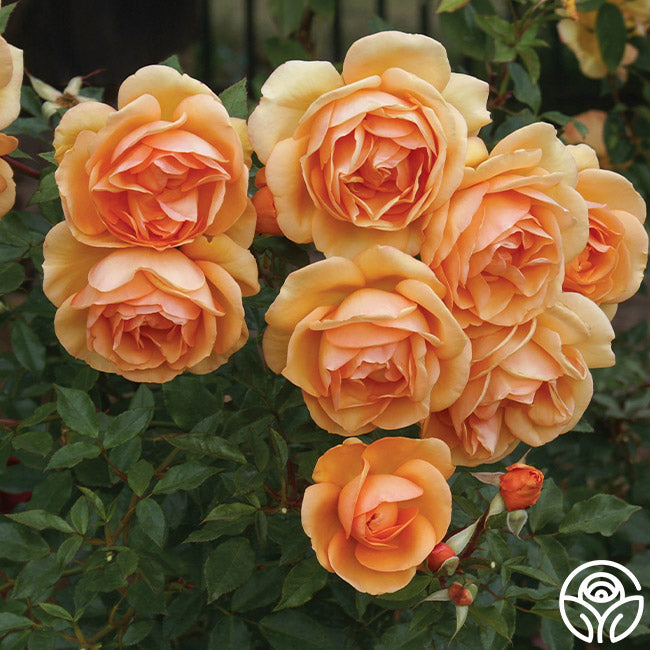 rose seeds for sale south africa Heirloom Roses Orange Rose Bush Live Plants