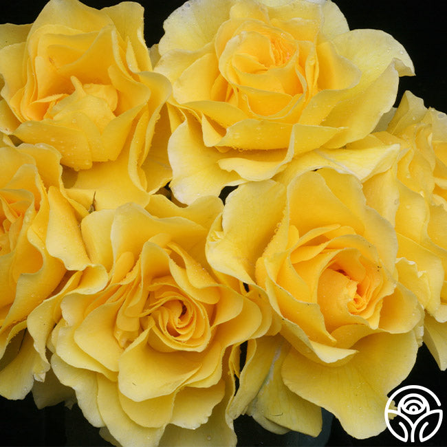 Sparkle & Shine Rose - Floribunda - Moderately Fragrant – Heirloom Roses