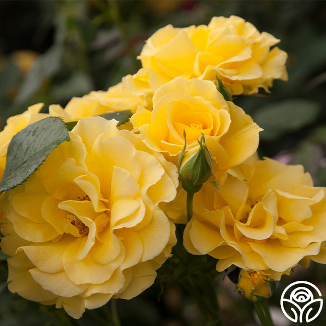 Характеристики кустовой розы Спаркл - Sparkle