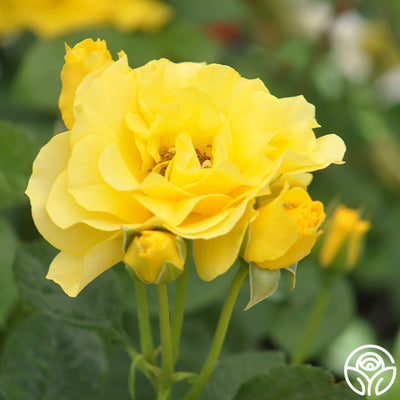 Sparkle & Shine Rose - Floribunda - Moderately Fragrant – Heirloom Roses