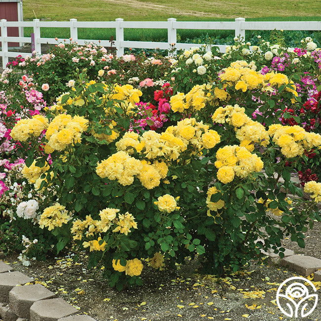 Sparkle & Shine Rose - Floribunda - Moderately Fragrant – Heirloom Roses