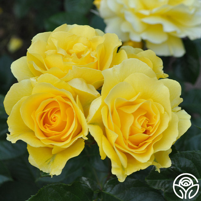 Weekly Roses Weeks Roses Sparkle And Shine
