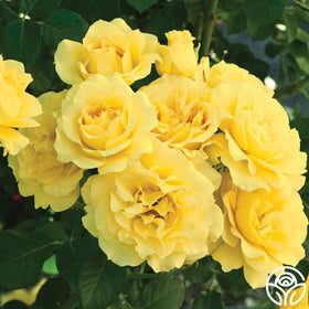 Sparkle & Shine Rose - Floribunda - Moderately Fragrant – Heirloom Roses