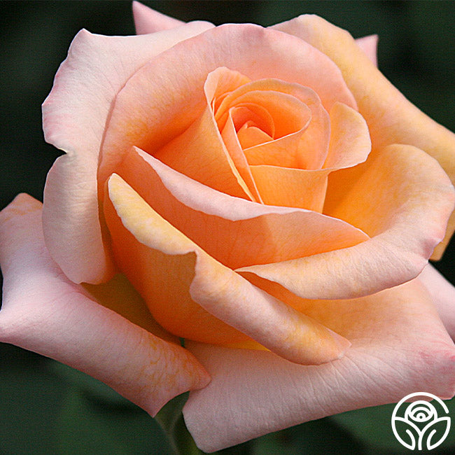 Special Occasion Rose - Hybrid Tea - Very Fragrant – Heirloom Roses