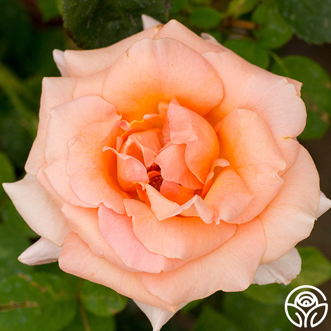 Special Occasion Rose - Hybrid Tea - Very Fragrant – Heirloom Roses