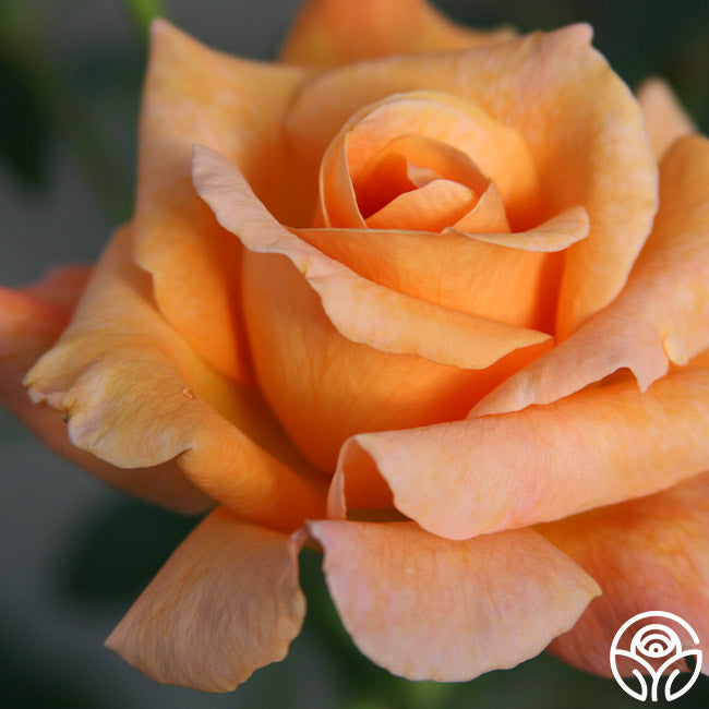 Special Occasion Rose - Hybrid Tea - Very Fragrant – Heirloom Roses