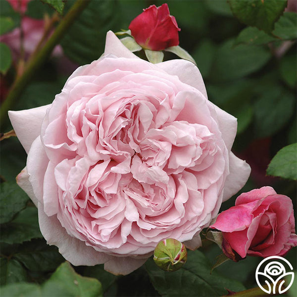 Spirit Of Freedom Rose - David Austin - Very Fragrant – Heirloom