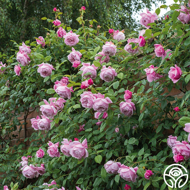 Spirit Of Freedom Rose - David Austin - Very Fragrant – Heirloom