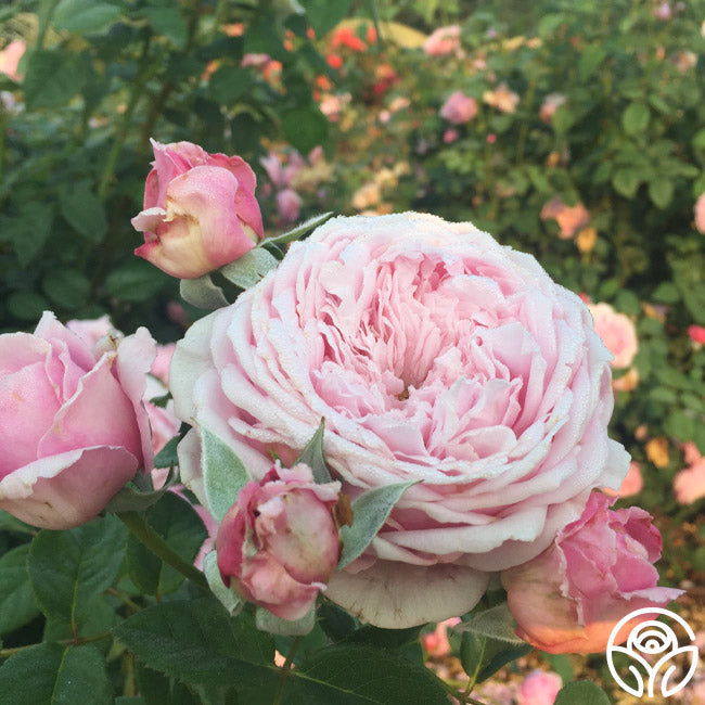 Spirit Of Freedom Rose - David Austin - Very Fragrant – Heirloom