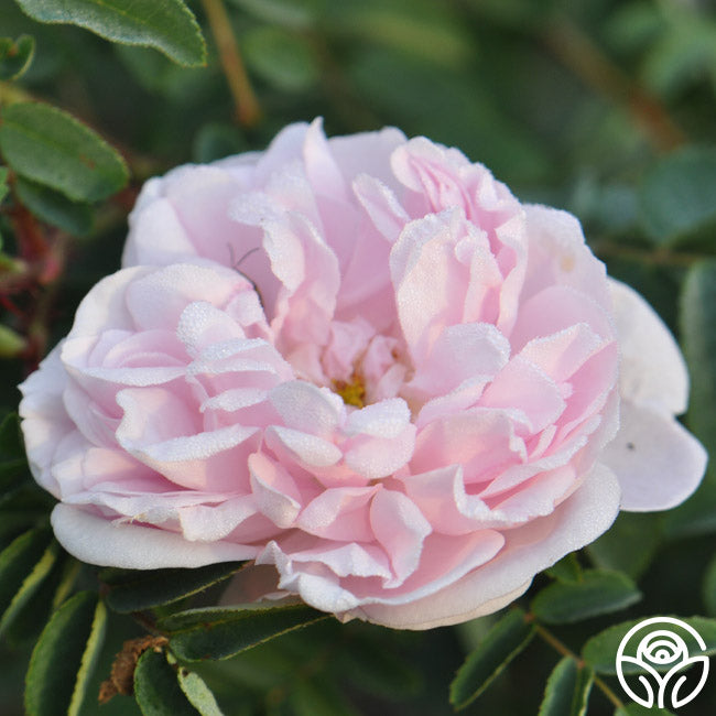 Heirloom Roses Stanwell Perpetual - Thumbnail 2