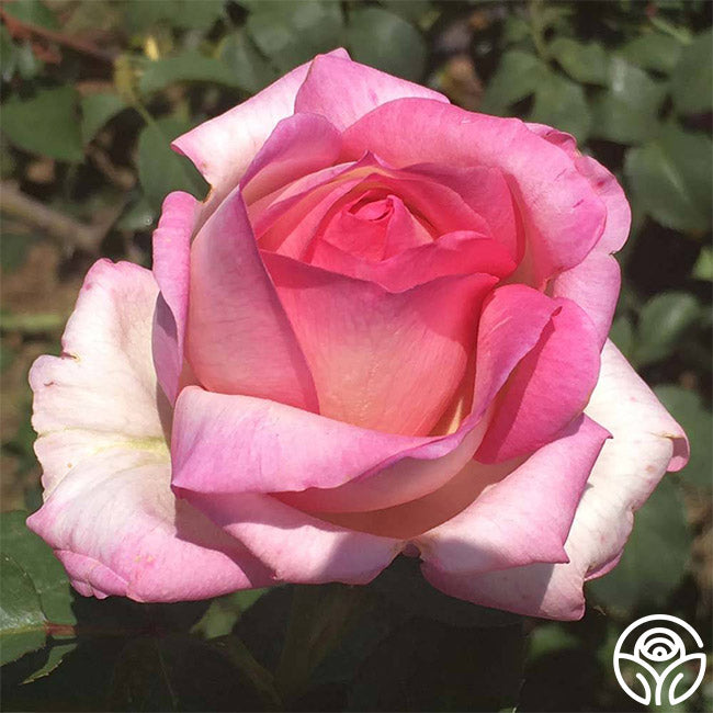 Star Something Roses Star-Crossed Lovers™ | Pink Hybrid Tea Rose Bush – Heirloom