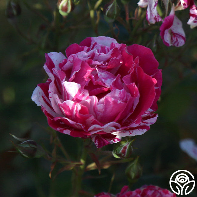 Stars 'n' Stripes Forever Shrub Rose | Fragrant Rose Plant – Heirloom