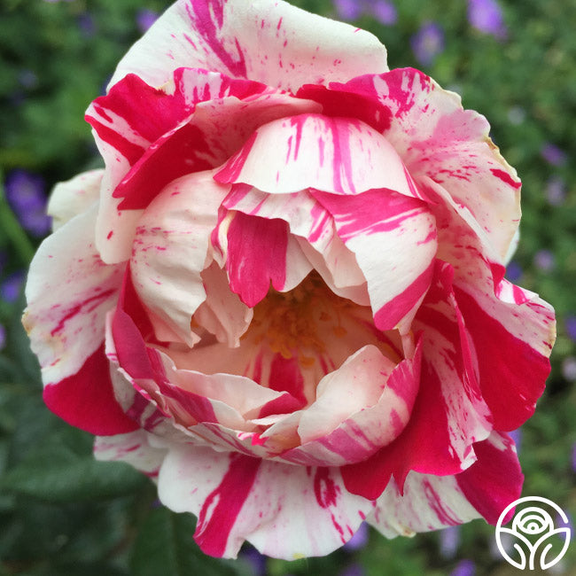 Stars Go Dim Roses Stars 'n' Stripes – Heirloom Roses