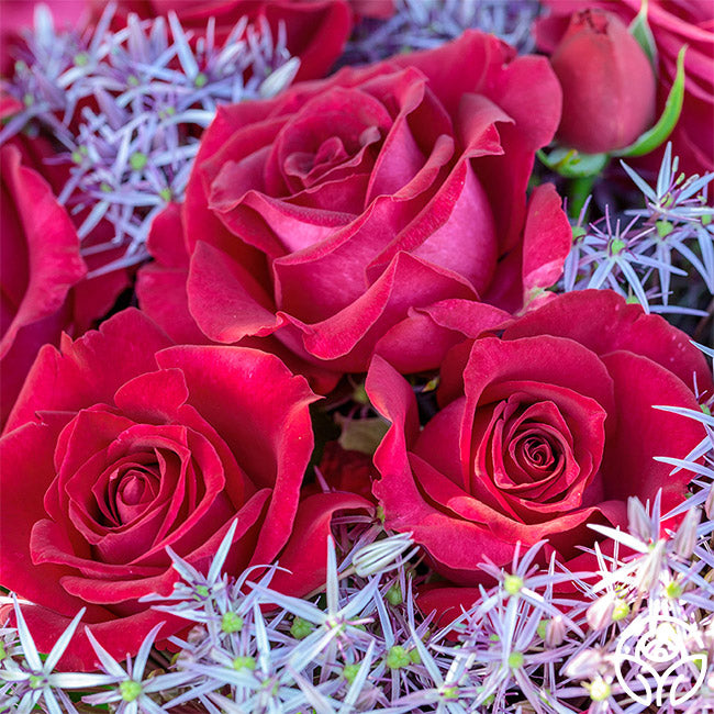 Stiletto™ - Star® Roses and Plants