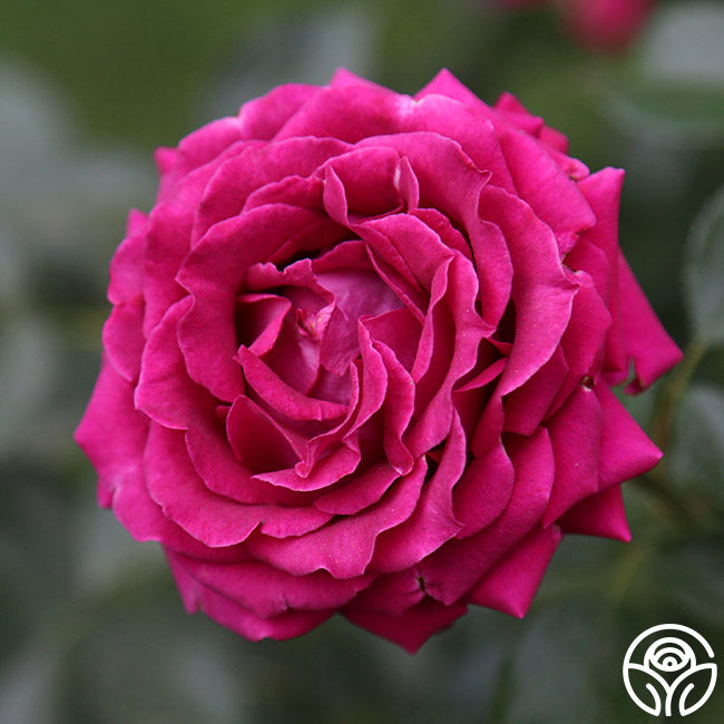 stiletto rose