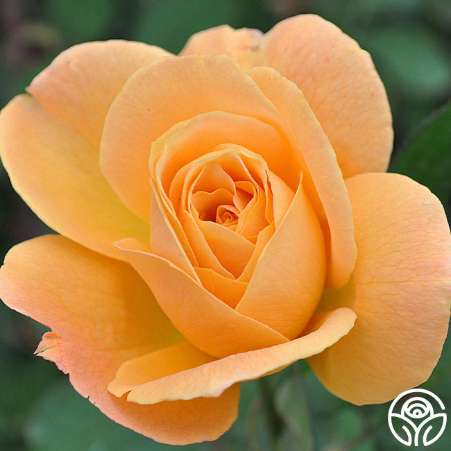 Strike It Rich Rose Grandiflora Very Fragrant Heirloom Roses