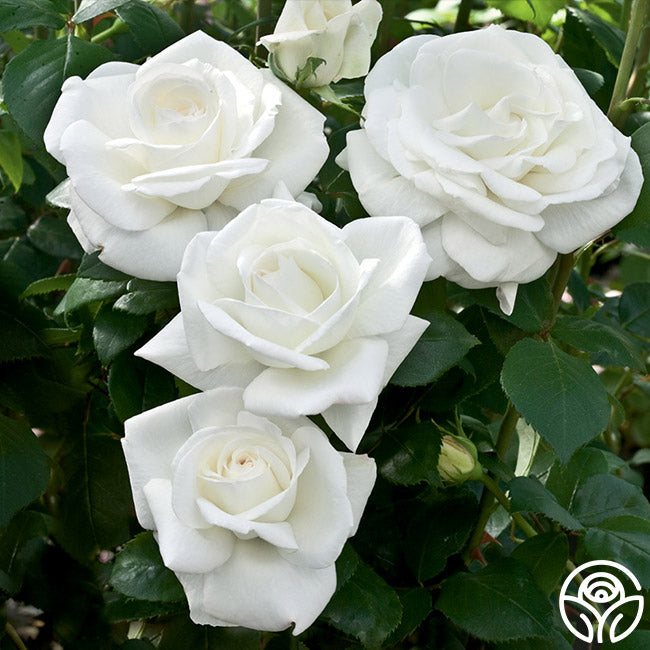 Sugar Moon Hybrid Tea Rose | Fragrant Rose Plant – Heirloom Roses