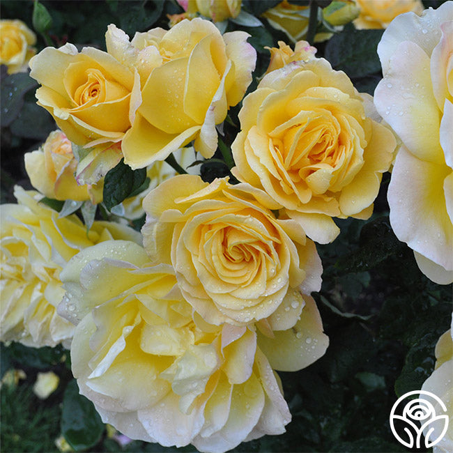 Summer Love Hybrid Tea Rose | Fragrant Rose Bush – Heirloom
