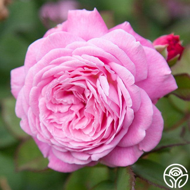 Parfuma Summer Romance Floribunda Rose | Heirloom Roses