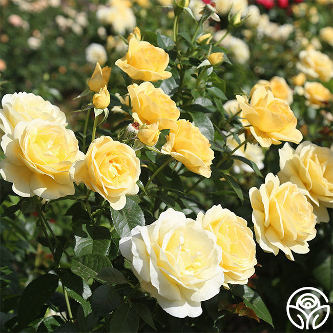 Heirloom Roses Sunshine Daydream - Thumbnail 3