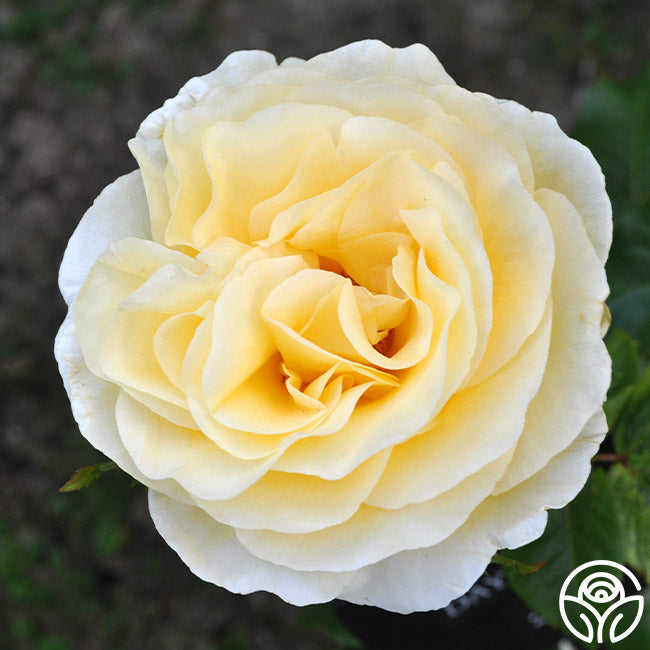 Heirloom Roses Sunshine Daydream