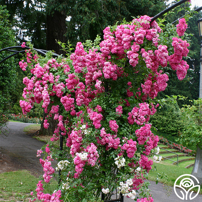 ♡Rose rose♡ Super Dorothy Rambling Rose | Pink Rose Plant – Heirloom Roses