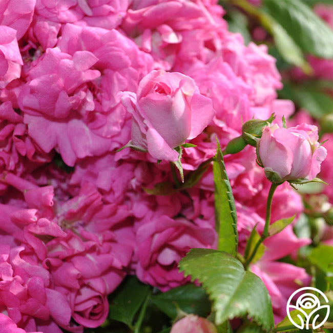 トップス rose Topaz Rose, 50 to 60cm hot pink - Potomac Floral Wholesale