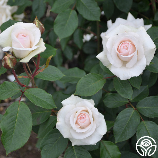 Swan Lake Rose - Climbing Roses - Lightly Fragrant – Heirloom Roses