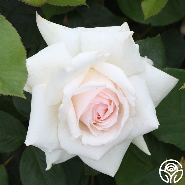 Swan Lake Rose - Climbing Roses - Lightly Fragrant – Heirloom Roses