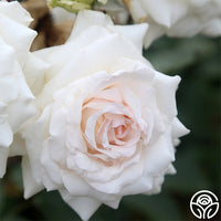 Swan Lake Rose - Climbing Roses - Lightly Fragrant – Heirloom Roses