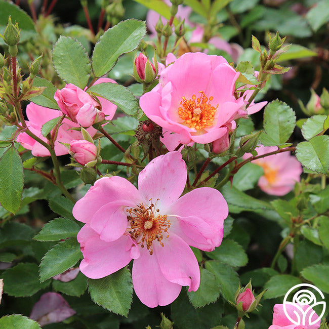 Sweet Haze Shrub Rose | Pink Rose Plant – Heirloom Roses