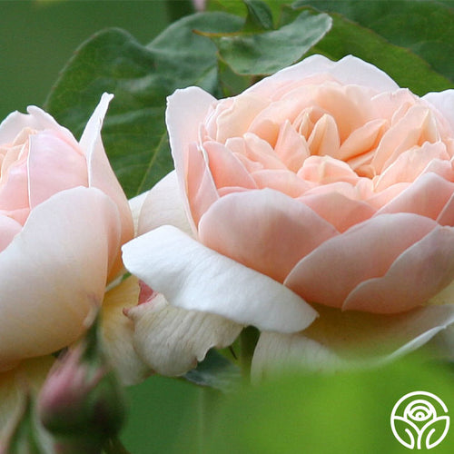 Sweet Juliet Rose - David Austin