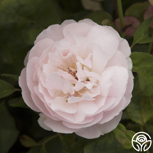 Sweet Juliet Rose - David Austin - Very Fragrant – Heirloom Roses