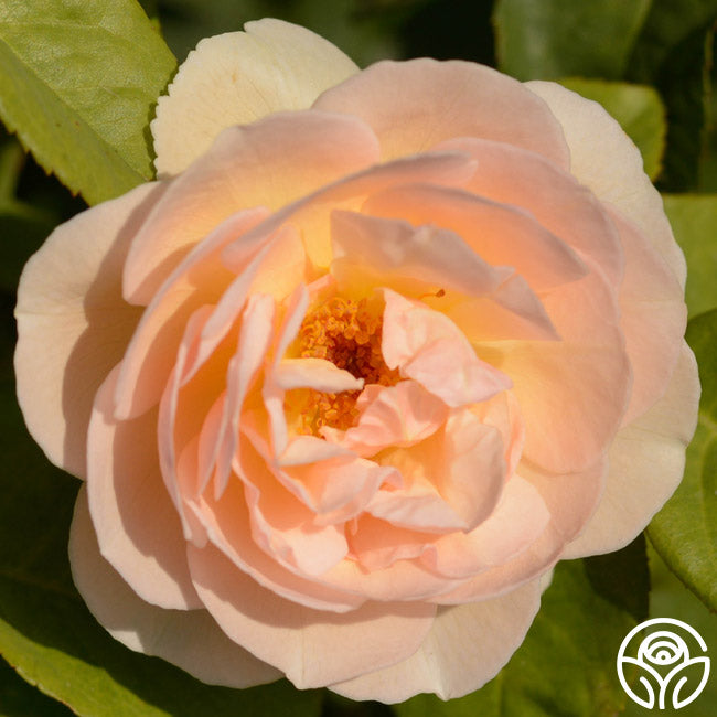 juliet rose seeds Sweet Juliet Rose - David Austin