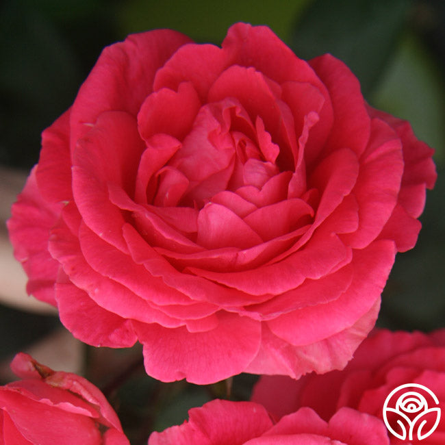 Tahitian Treasure™