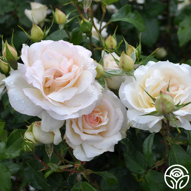 Tchaikovski Shrub Rose | Yellow Rose Plant – Heirloom