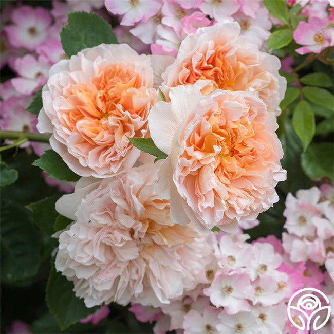 Tea Clipper Rose - David Austin - Very Fragrant – Heirloom Roses