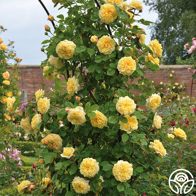 Teasing Georgia Rose - David Austin - Exceptionally Fragrant 