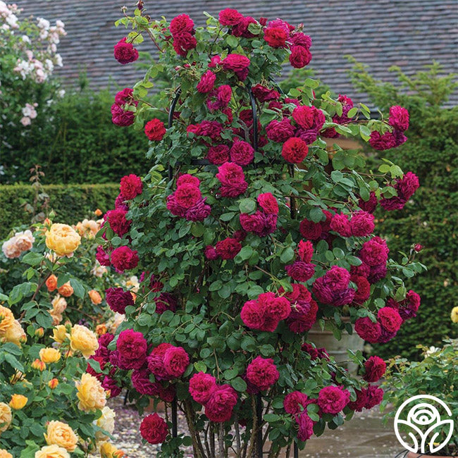 Tervis Roses Tess of the d'Urbervilles Rose - David Austin - Exceptionally Fragrant ...